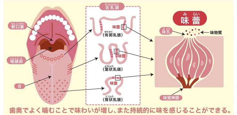 味覚について | 南柏 ACTデンタルクリニック 公式ホームページ｜南柏 歯医者 南柏駅西口駅前徒歩30秒の歯医者・歯科医院です